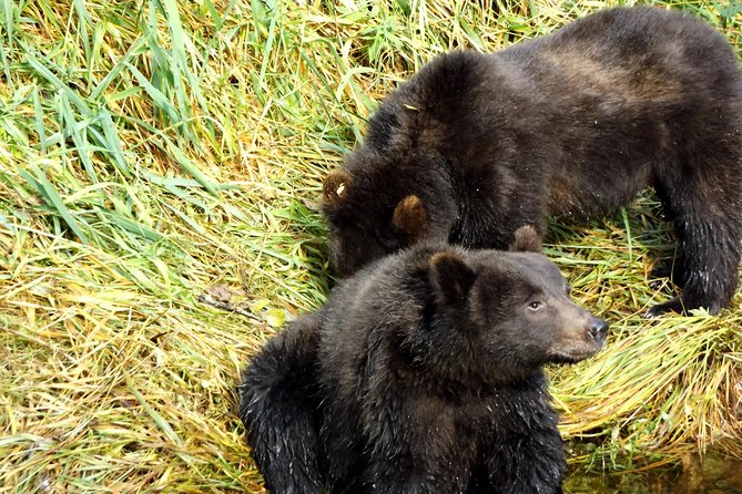 Chichagof Island Tour: Brown Bear Search - Directions for the Chichagof Island Tour