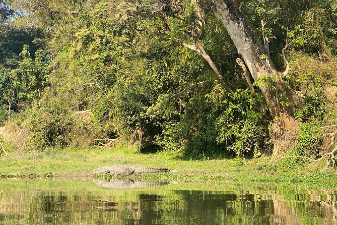 Chitwan Jungle Safari Tour - Pricing and Booking Information