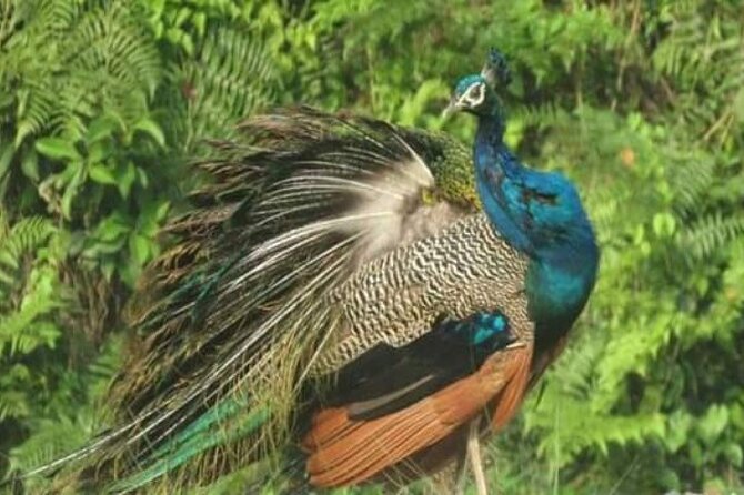Chitwan National Park Bird Watching Untouched Side From Madi - Additional Information