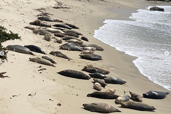 Coastal 17-Mile Drive 2.5-Hour Electric Bike Tour From Carmel - The Sum Up
