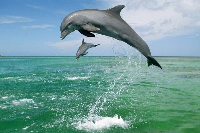 Coastline Whale & Dolphin Watching Experience - Transportation and Safety Guidelines