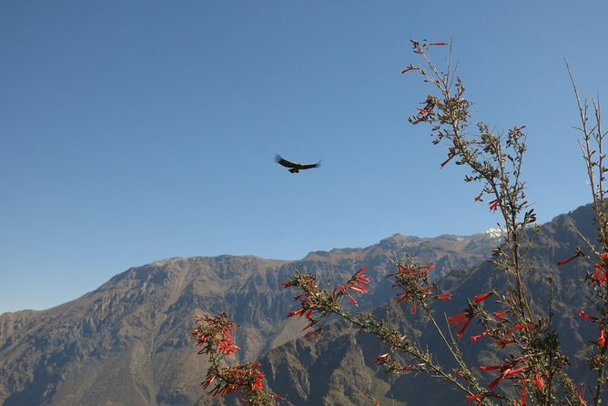 Colca Trek - 2 Days Tour - Common Questions