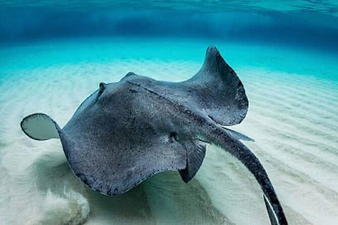 Costa Maya Discover Scuba Diving in Mahahual - Tips for a Successful Scuba Diving Experience