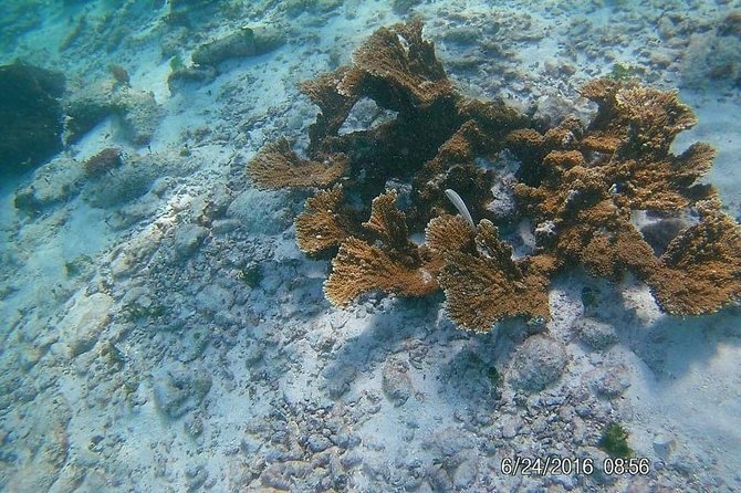 Costa Maya Snorkel Boat Tour and Beach Club Visit - Tour Operator Information