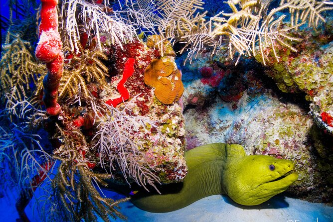 Costa Maya Two-Tank Dive For Certified Divers - Common Questions