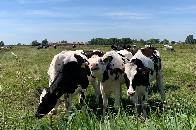 Countryside Bike and Kayak Tour Amsterdam - The Sum Up