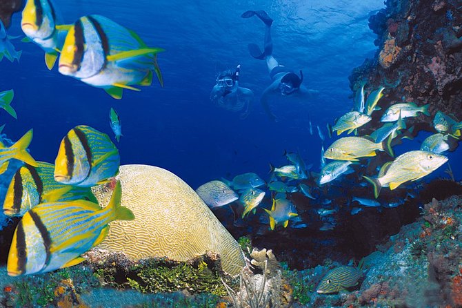 Cozumel & Snorkel Day Trip From Cancun - The Sum Up