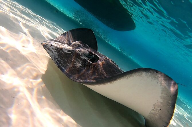 Cozumel Snorkeling Tour: Starfish, Stingrays and the Turtle Bay Experience - The Sum Up