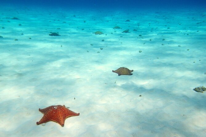 Cozumel Snorkeling Tour to Palancar Reef and El Cielo - Common Questions