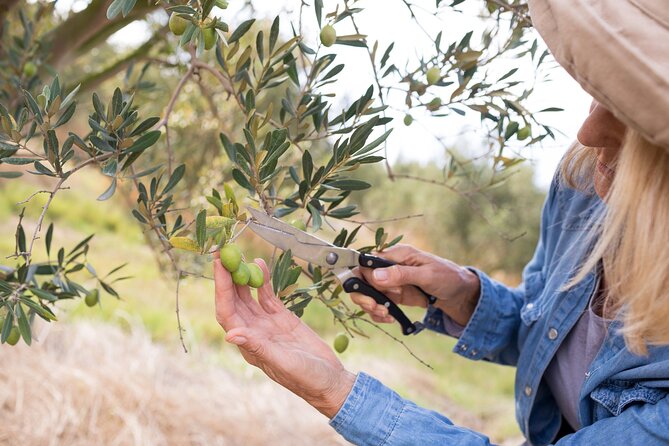 Cretan Wines & Olive Oil Tour - the Treasures of Crete - Copyright and Terms and Conditions