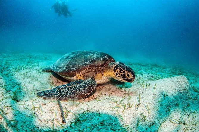 Dalyan River Cruise by Boat With Lunch and Sea Turtles Watching - İztuzu Beach and Loggerhead Turtles