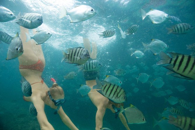Day Cruise to Tangalooma Island Resort on Moreton Island - Viators Refund Policy