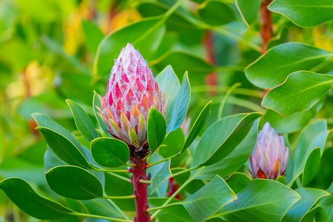 Day Trip Oahu to Maui Haleakala & More - Welcome to Maui! - The Sum Up