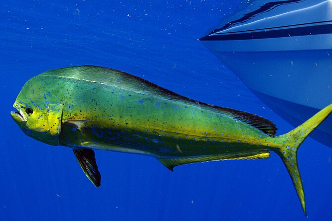 Deep Sea Fishing and Tortugas Beach Club - The Sum Up