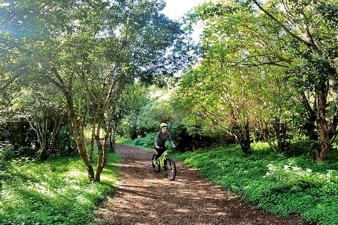 Descend in Mountain Bike in Northern Forests of Gran Canaria - Best Time to Visit