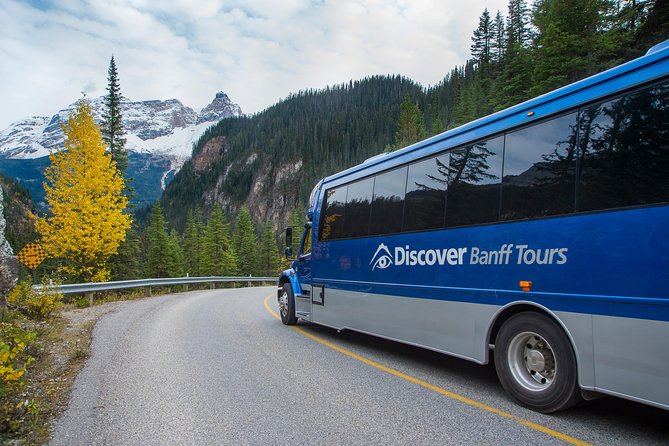 Discover Grizzly Bears From Banff - Overall Experience and The Sum Up