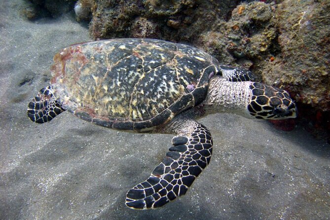 Discover Snorkeling Tour Mangel Halto & Baby Beach - Common Questions