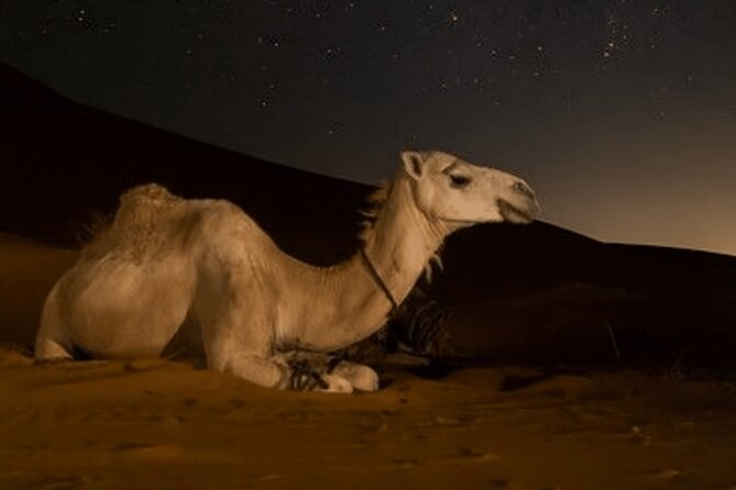 Doha Night Desert Safari Camel Ride Dune Bashing With Transfer - Cancellation Policy