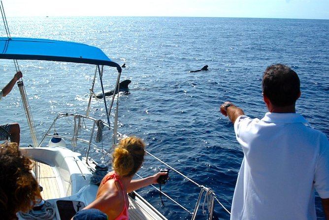 Dolphin and Whales Watching Cruise From Puerto Rico De Gran Canaria - The Sum Up