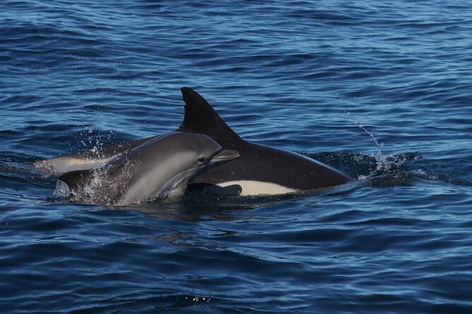Dolphin Watch & Benagil Caves Boat Tour With Biologist Guide - Additional Practical Information