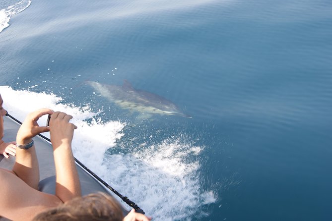 Dolphin Watching and Cave Tour From Vilamoura - The Sum Up