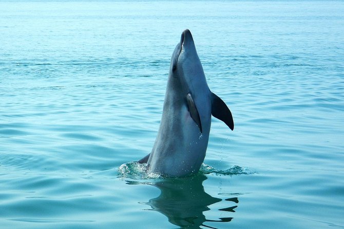Dolphin Watching at the Arrabida (Lisbon Region) - Dolphin Watching Duration