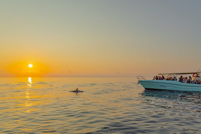 Dolphin Watching by Boat - Common Questions