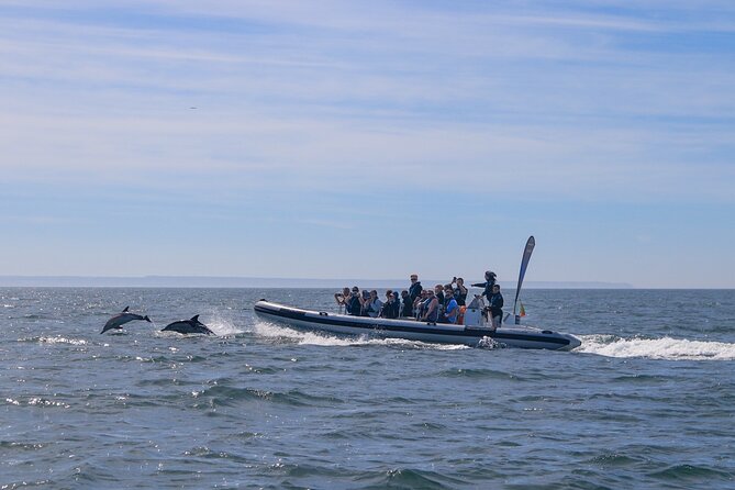 Dolphin Watching in Lisbon - The Sum Up
