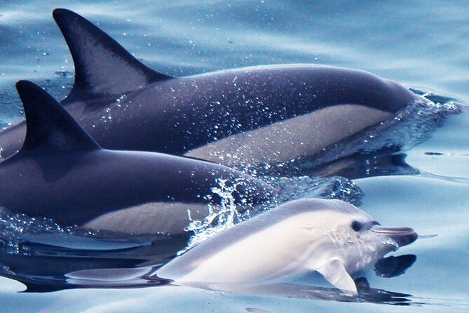 Dolphin-Watching in Marina De Lagos - Overview and Experience