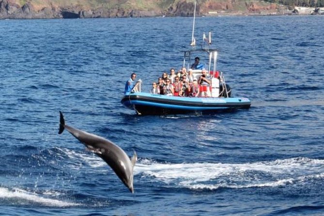Dolphin - Whale - Turtle - Bird Watching - Common Questions