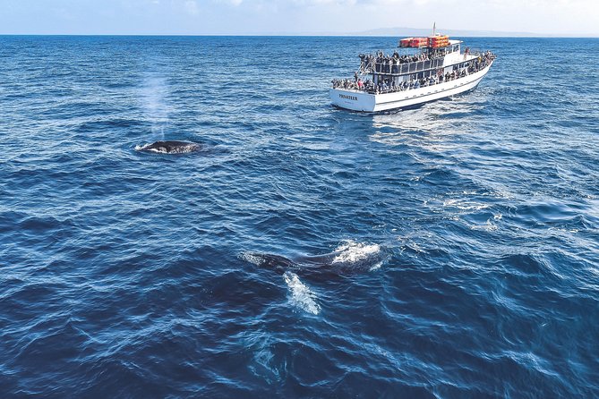 Dolphin & Whale Watching Sunset Cruise - Background