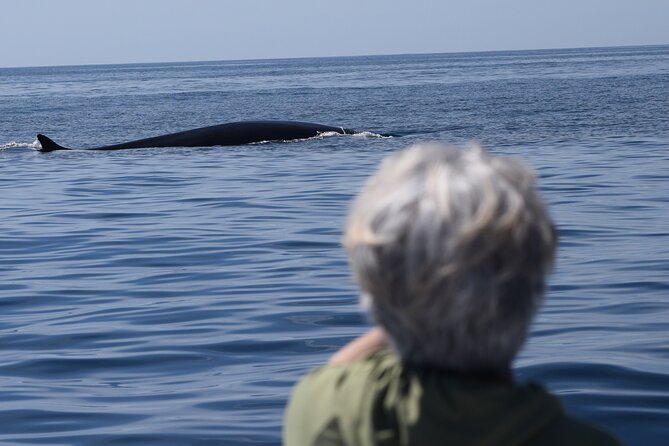 Dolphin & Whale Watching - Directions