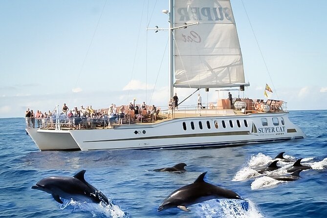 Dolphins Watching and Coastal Catamaran Sailing Cruise - Background