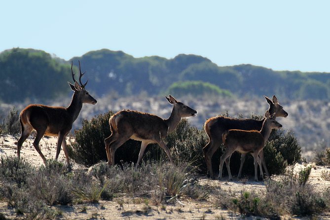 Donana National Park in Two Days From Seville - Common Questions