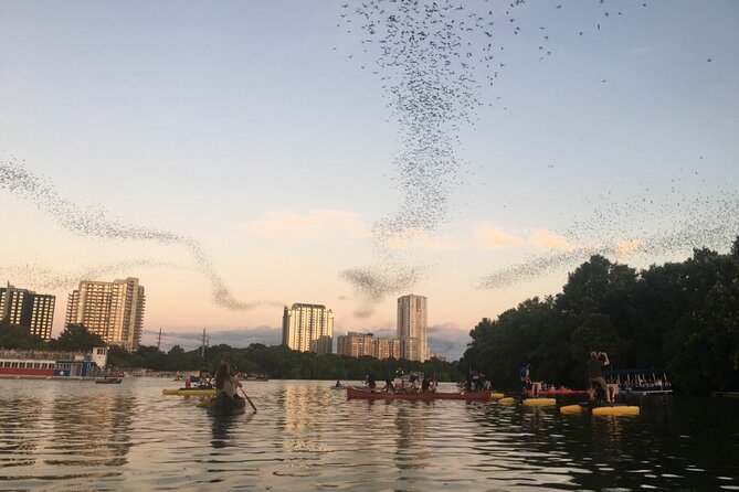 Downtown Austin Sunset Kayak Tour With 1.5 Million Bats - Safety Guidelines and Tips