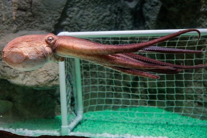 Dubai Aquarium and Underwater Zoo - Additional Information