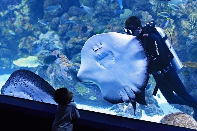 Dubai Aquarium With Glass Bottom Boat Tour - The Sum Up