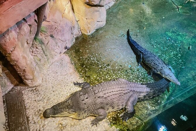 Dubai Mall Aquarium and Underwater Zoo Tickets With Transfers - The Sum Up