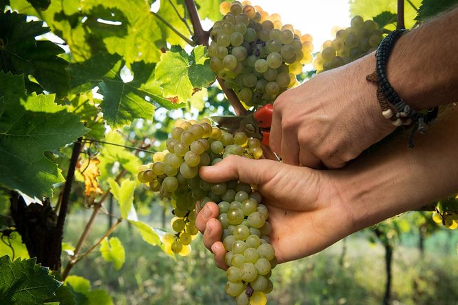 EBike Tour With Organic Wine Tasting - Directions