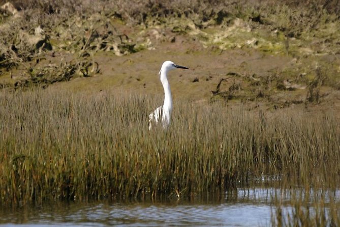 Eco Boat Tour in the Ria Formosa Lagoon From Faro - Common Questions