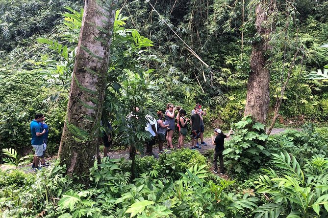 El Yunque National Forest Half Day Tour - Common Questions