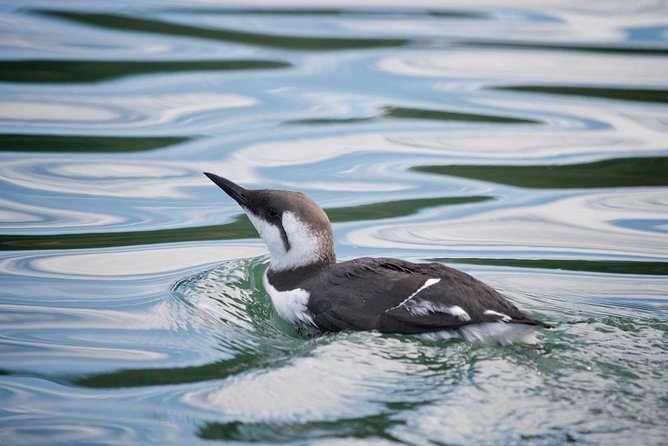 Elkhorn Slough Wildlife Tour - Common Questions