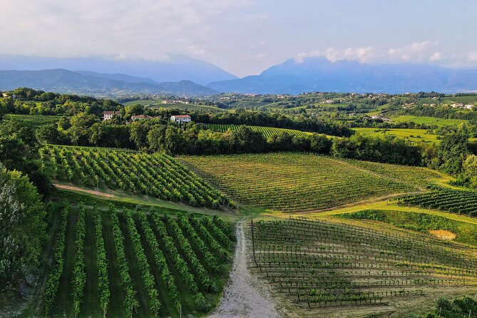 Exclusive Tour of the Vineyards With Visit to the Cellar! - Cancellation Policy and Refunds