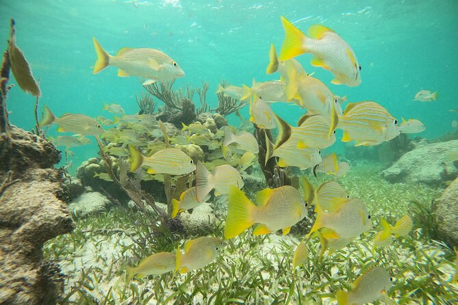 Experience Guided Snorkeling in Costa Maya - Common Questions