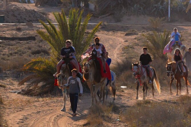 Explore Djerba With Our Four-Legged Friends - Common Questions