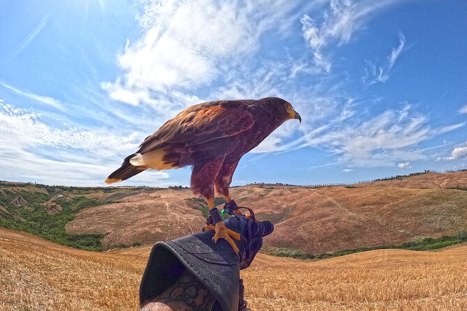 Falconry Experience in Tuscany - Cancellation Policy