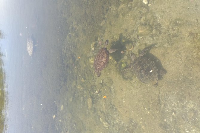 Freeport Shore Excursion: Kayak Turtle Park - The Sum Up