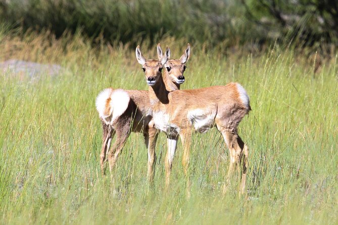 Full Day Family Friendly Private Tour at Yellowstone National Park With Lunch - Directions
