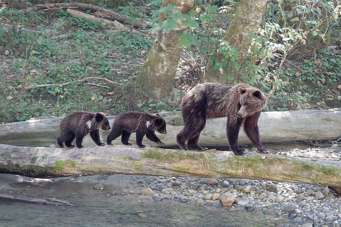 Full Day Grizzly Bear Tour to Bute Inlet - The Sum Up