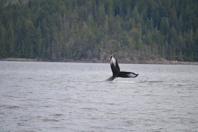 Full Day Grizzly Bear Tour to Toba Inlet - The Sum Up